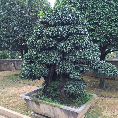 金彈子喬木跟灌木金彈子區(qū)別？