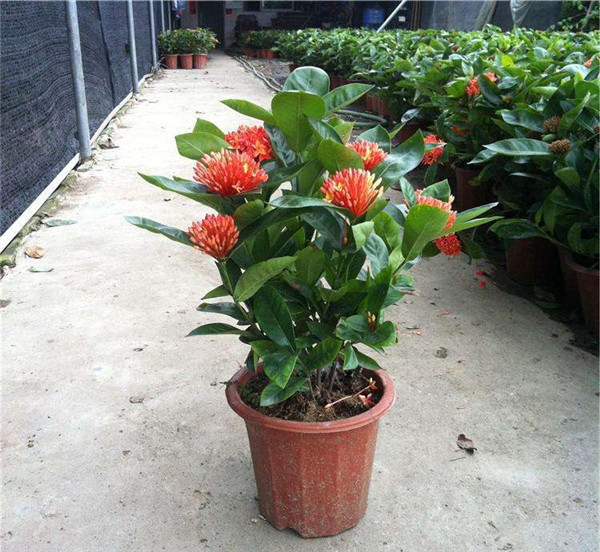 龍船花秋天能種植嗎？