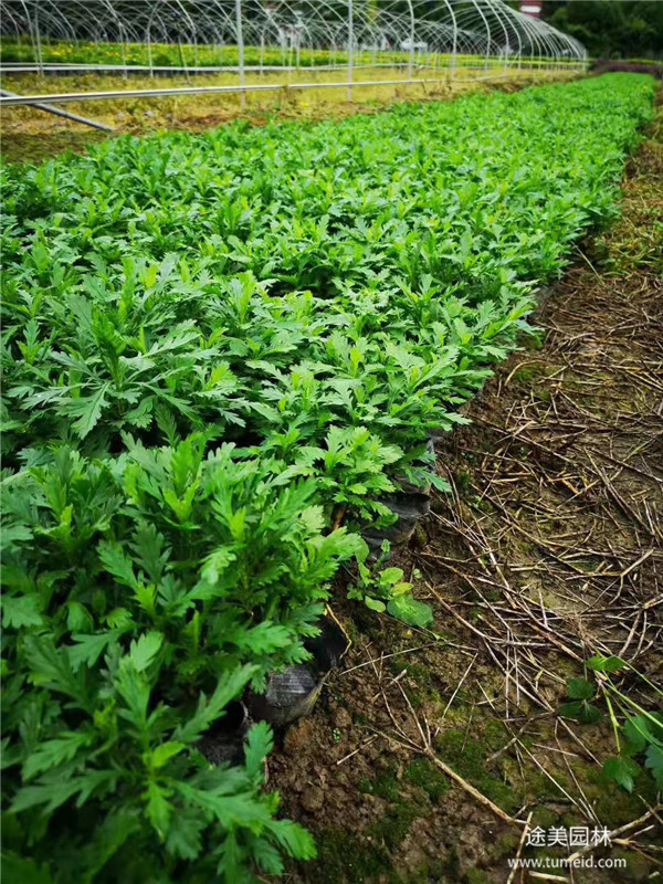 20~30公分的木春菊批發(fā)基地？