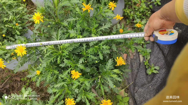 20~30公分的木春菊批發(fā)基地？