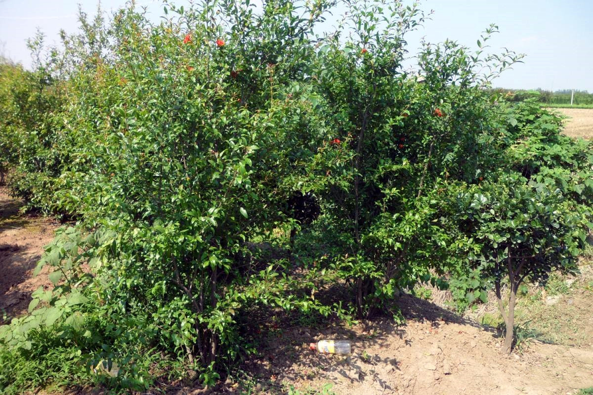 叢生花石榴在南方能種植嗎？