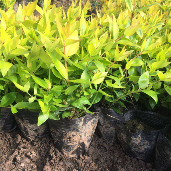 有哪些四季常青的植物適合做籬笆？