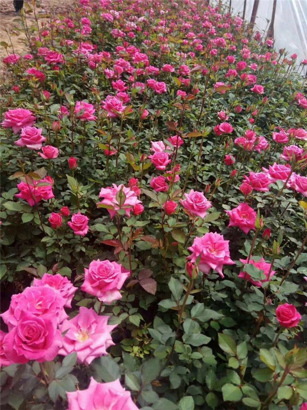 灌木月季與微型月季的區(qū)別？
