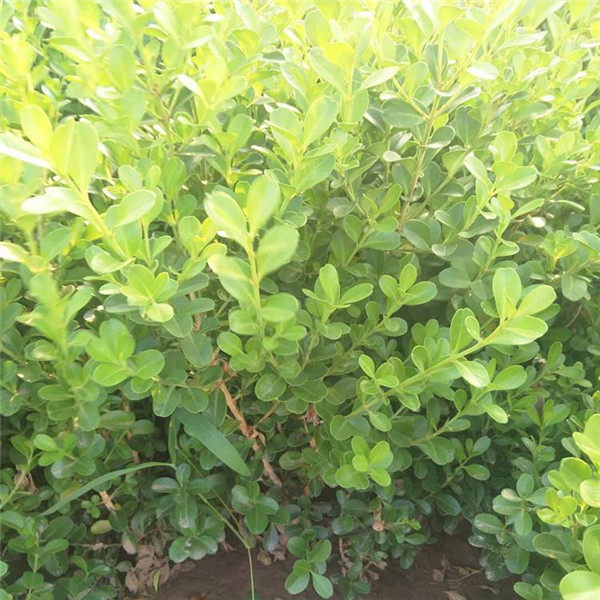 小葉黃楊和瓜子黃楊有什么區(qū)別？