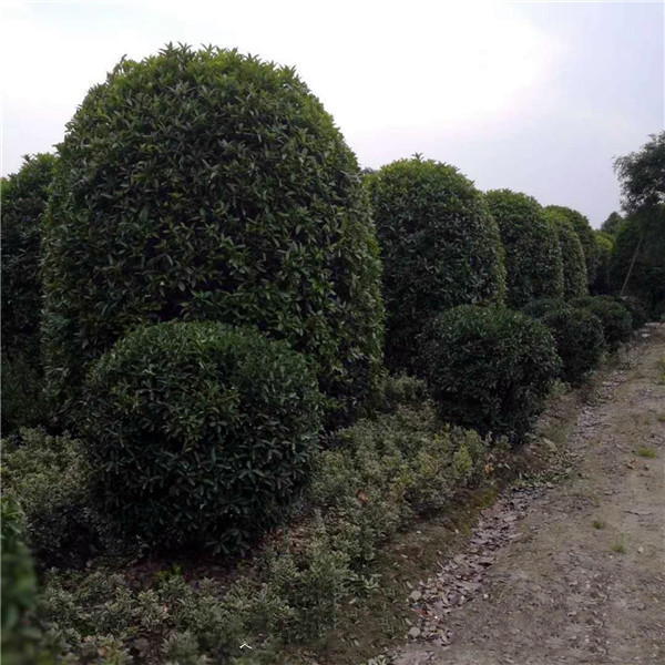 低分枝地籠桂花基地哪里有？