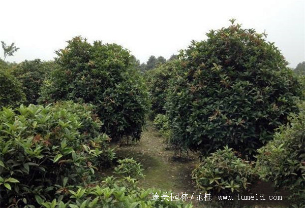 低分枝地籠桂花基地哪里有？
