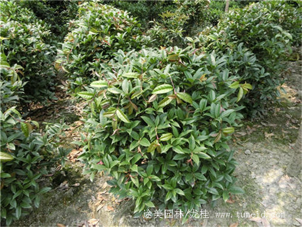 低分枝地籠桂花基地哪里有？
