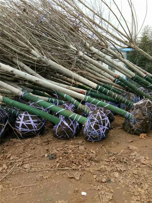 成都適合種植造型法桐嗎？