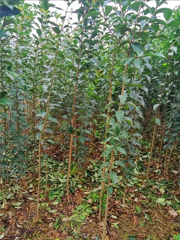 德州市首個園林綠化種植土壤地方標(biāo)準(zhǔn)實(shí)施