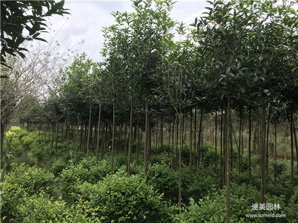 2米高的桂花樹(shù)圖片