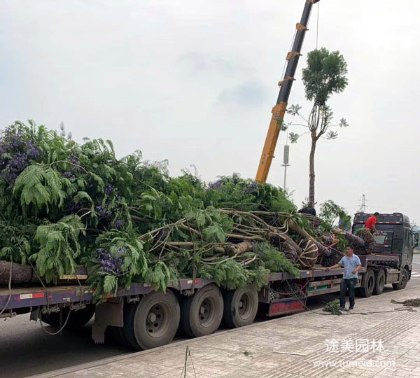 我國各地區(qū)適合種植什么綠化苗木？