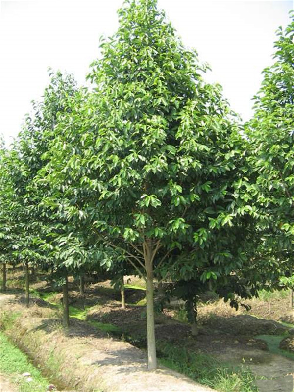 哪里有賣(mài)樂(lè)昌含笑的？