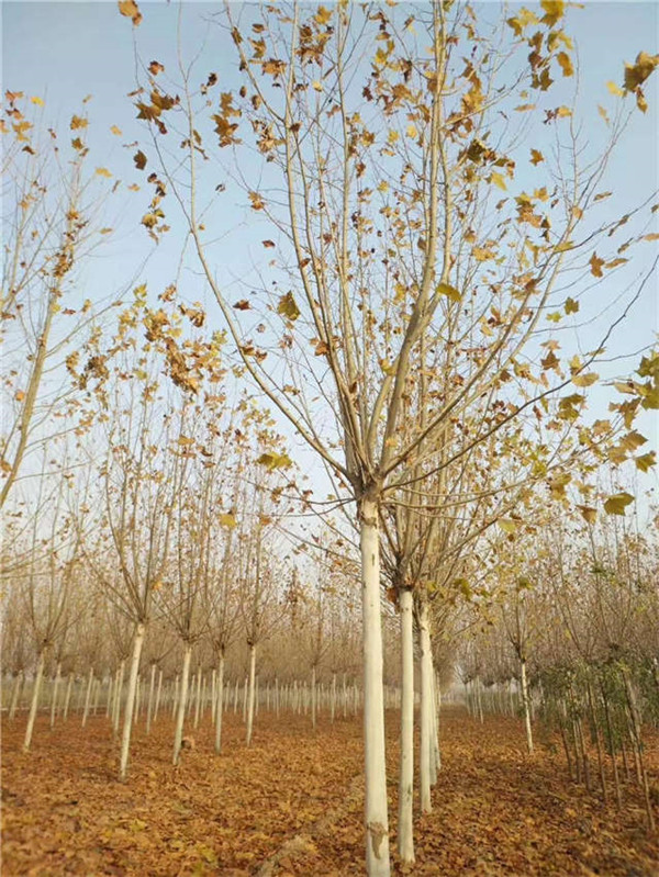 成都適合種植造型法桐嗎？