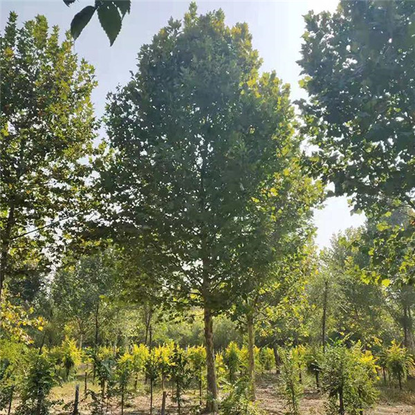 成都適合種植造型法桐嗎？