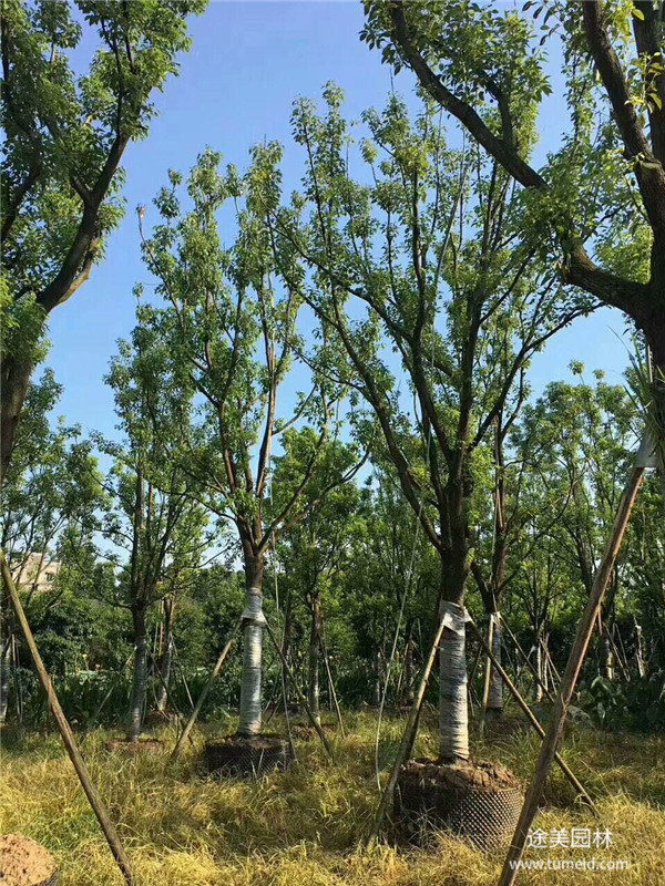 香樟樹屬于灌木嗎？