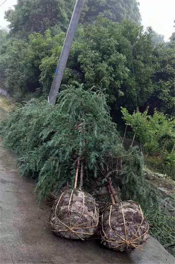 雪松適合秋季種植嗎？