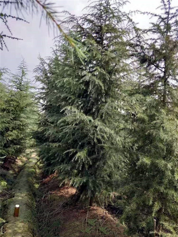 雪松適合秋季種植嗎？